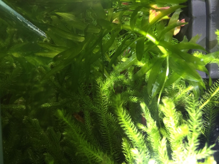 求助，小白點是什麼？