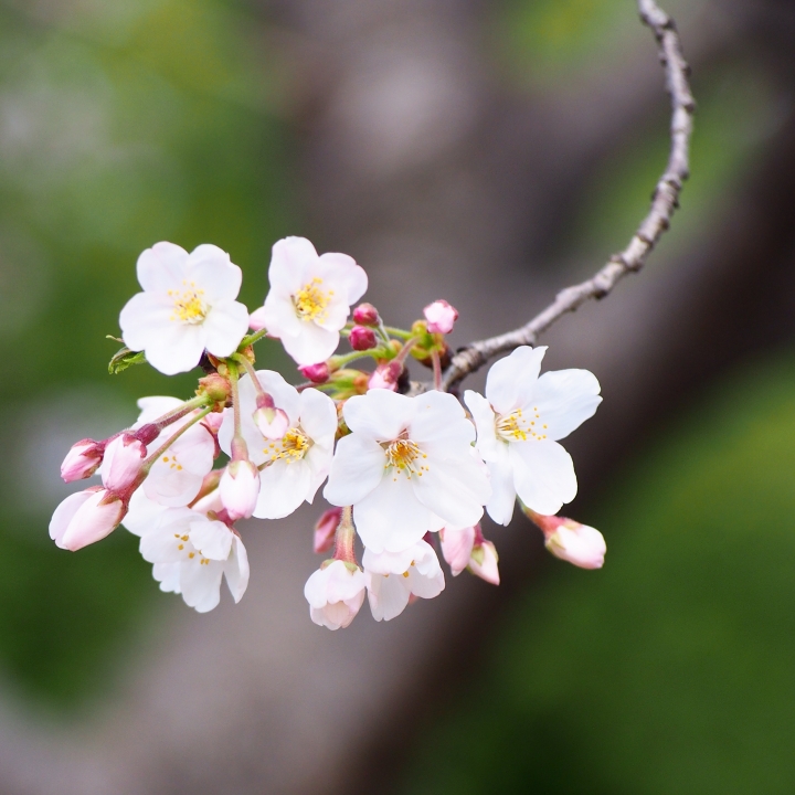 EPL6 櫻花