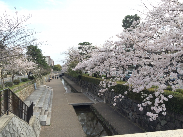 2015 櫻花大作戰, 很好用的櫻桃網路-Crerry On-line