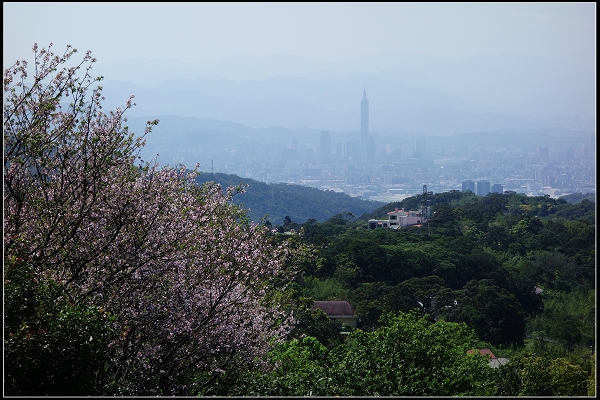 2015.03.29【單車遊記】浪漫花田海芋之旅