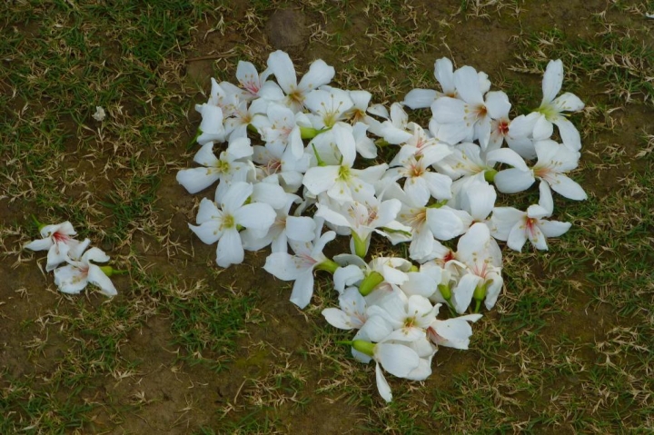 嘉義市圓林仔油桐花
