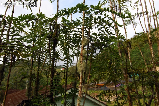 第二露--雲櫻園露營區(嘉義阿里山石棹)