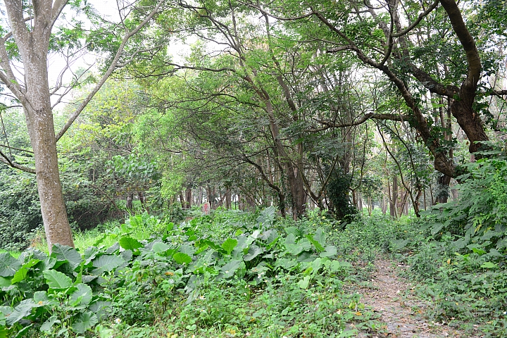 新埤鄉建功森林親水公園