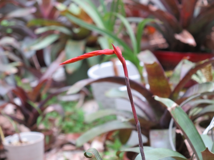 空氣鳳梨,Tillandsia dyeriana 黛安娜 來花了!