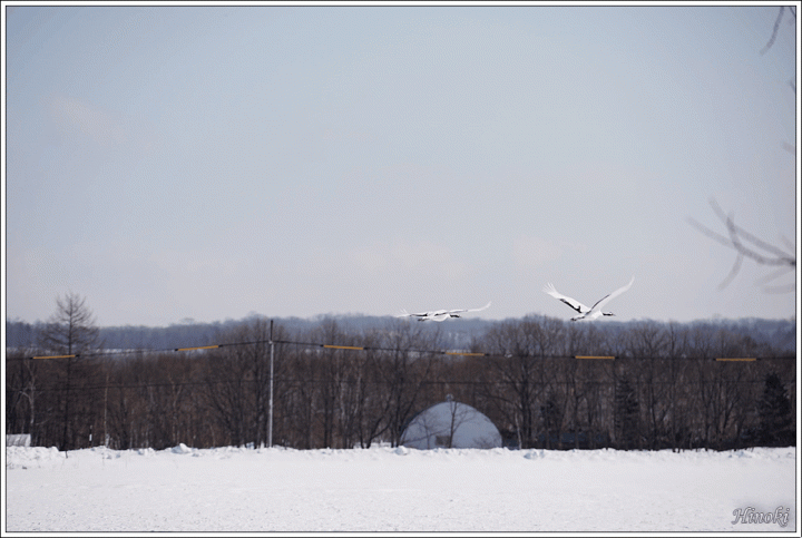 2015 [冬] 北海道 丹頂鶴 & 破冰船
