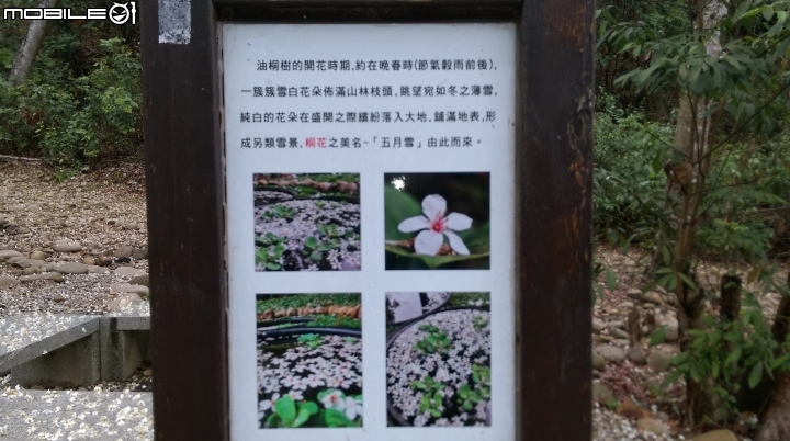 (彰化)台139線.挑水古道賞桐花遊(50P)