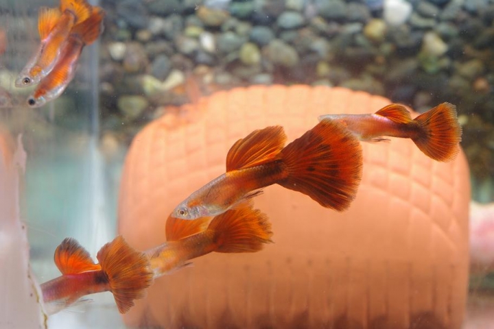 K20D 20150425 只有孔雀魚