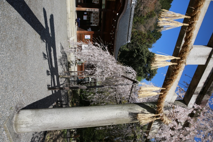 2015 京都大石神社櫻花