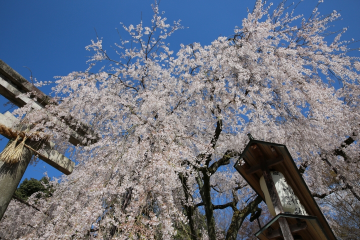 2015 京都大石神社櫻花