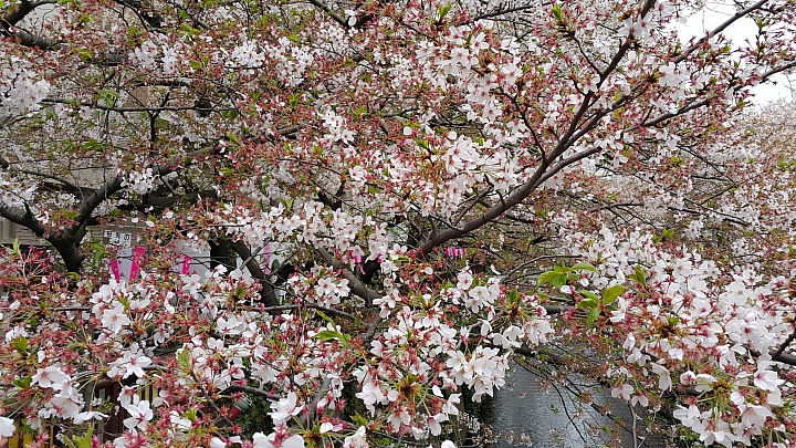 NOTE 4 旅遊東京 賞櫻 照片分享 (圖多)