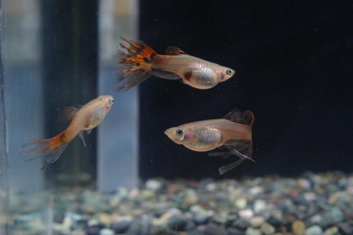 K20D 20150425 只有孔雀魚
