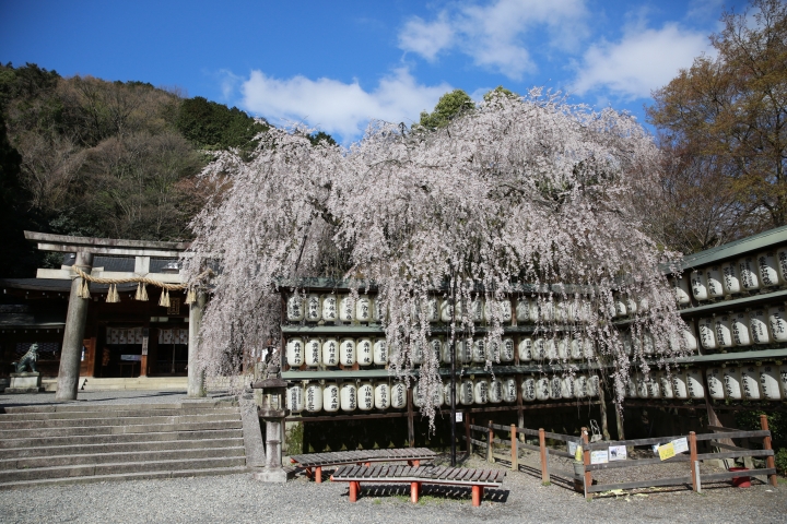 2015 京都大石神社櫻花
