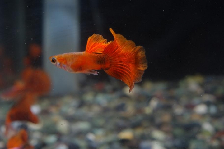 K20D 20150425 只有孔雀魚