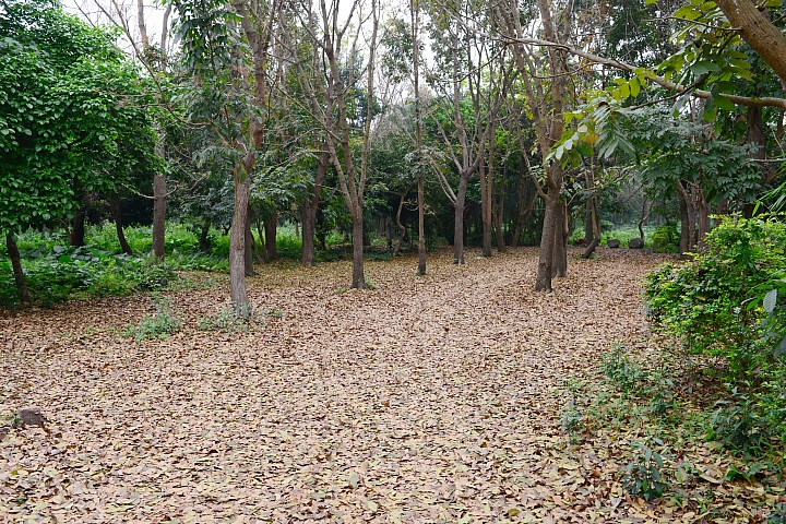 新埤鄉建功森林親水公園
