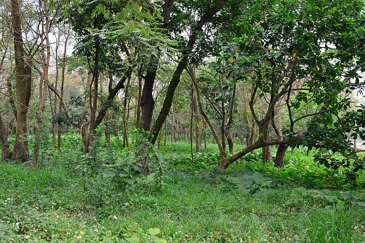 新埤鄉建功森林親水公園