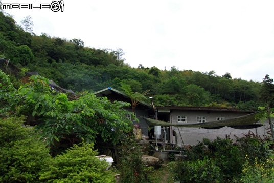 第二露--雲櫻園露營區(嘉義阿里山石棹)