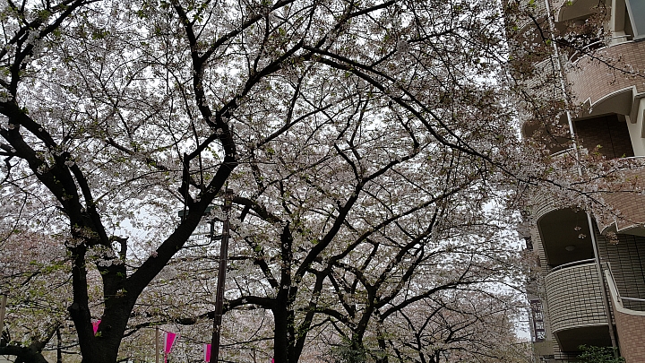 NOTE 4 旅遊東京 賞櫻 照片分享 (圖多)