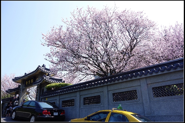 2015.03.29【單車遊記】浪漫花田海芋之旅