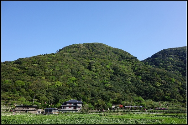 2015.03.29【單車遊記】浪漫花田海芋之旅