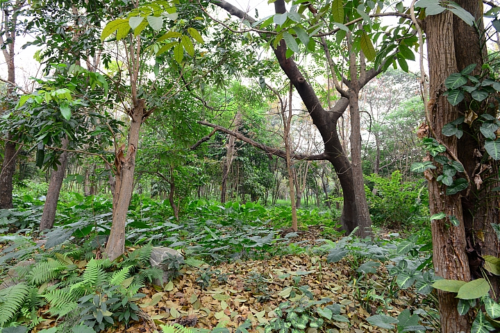 新埤鄉建功森林親水公園