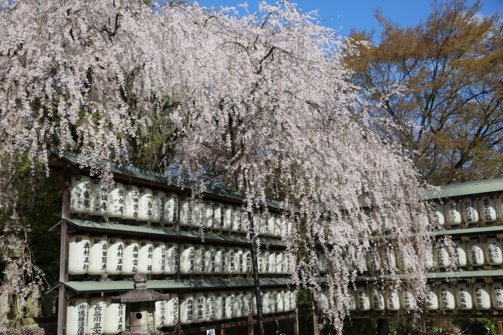 2015 京都大石神社櫻花