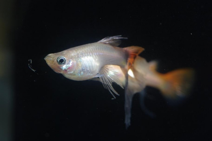 K20D 20150425 只有孔雀魚
