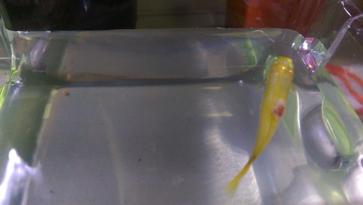 水族新手請益~~孔雀與紅球