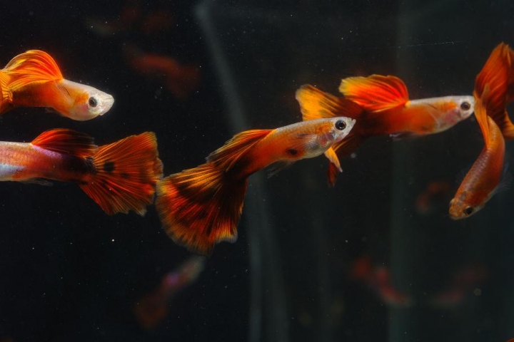 K20D 20150425 只有孔雀魚