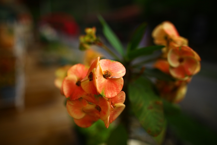 【蓋大樓】Sigma 24mm F1.4 DG HSM Art for CANON大家來蓋樓吧!