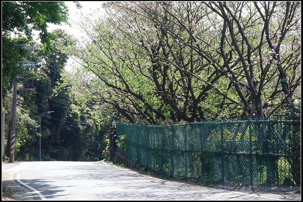 2015.03.29【單車遊記】浪漫花田海芋之旅