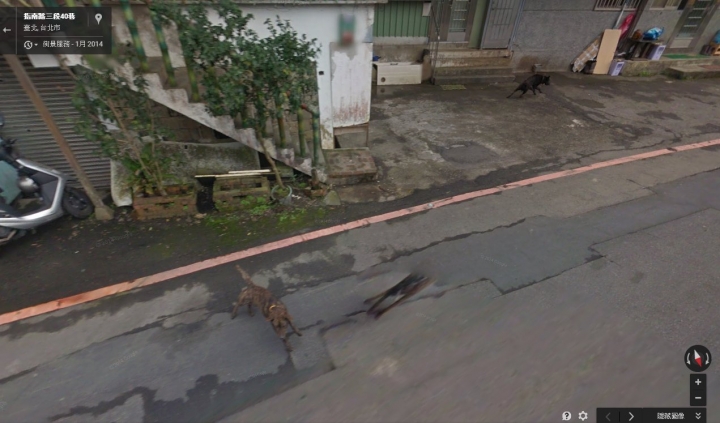 貓空飼主  為什麼管不住你家的狗?!