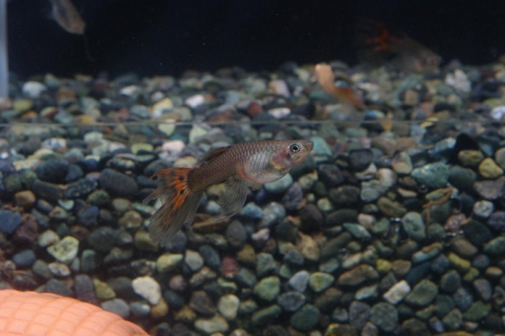 K20D 20150425 只有孔雀魚