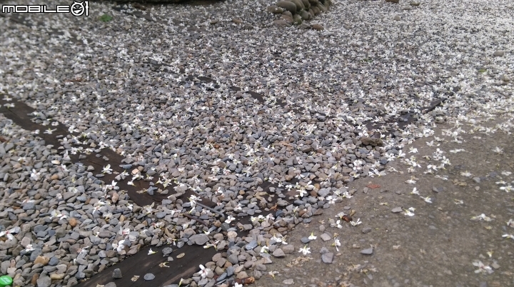 (彰化)台139線.挑水古道賞桐花遊(50P)