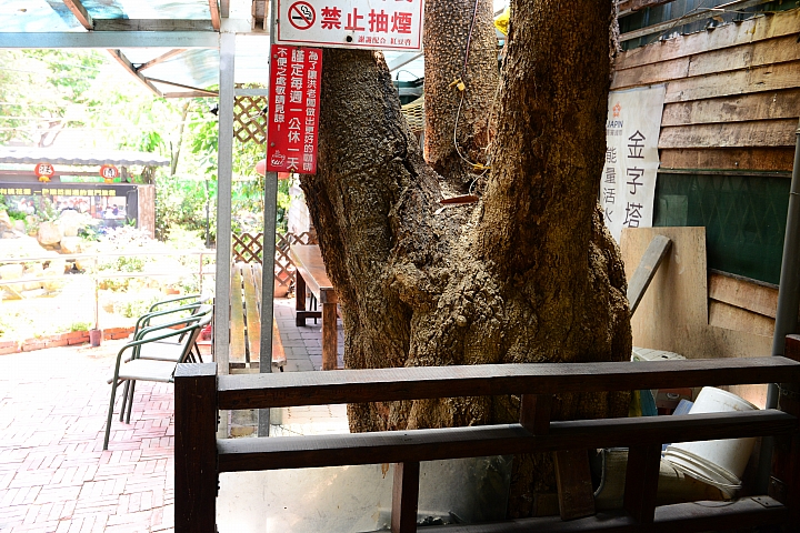 大樹有機鳳梨、玉荷包，還可以到紅豆咖啡喝大樹產的咖啡哦！