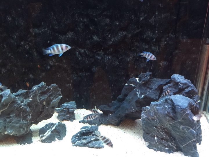 分享 ~ 2尺缸挑戰 薩伊藍六間 vs 獅頭金魚 混養