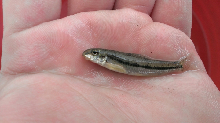 請問這是什麼魚??