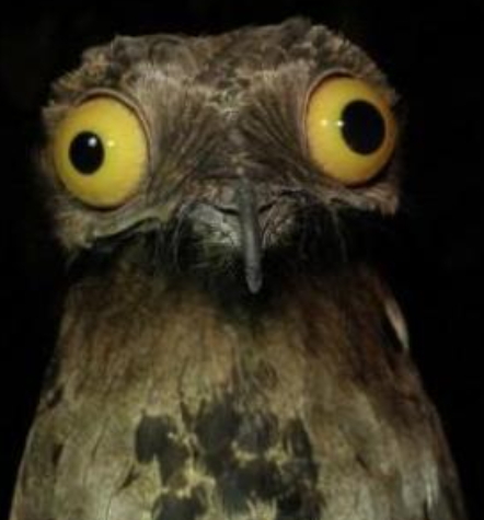 大眼鳥??  網路圖片
