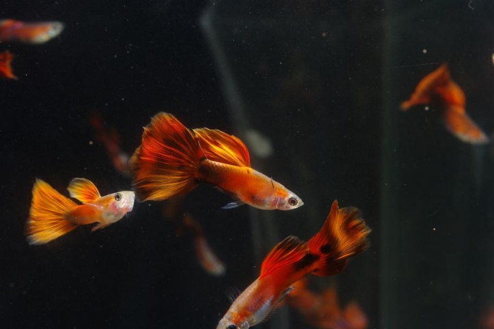 K20D 20150425 只有孔雀魚