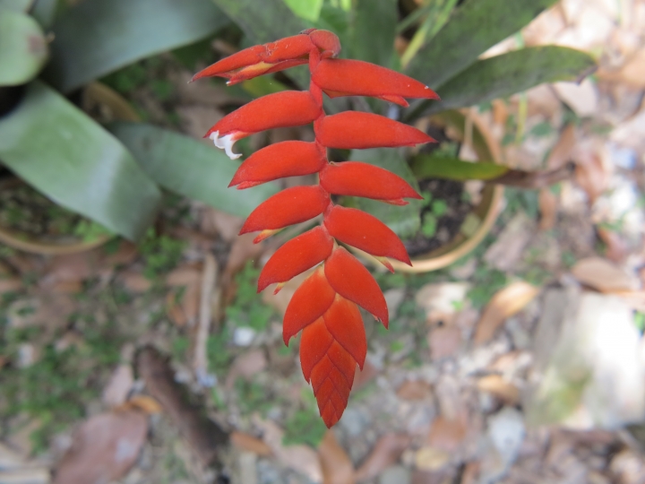 空氣鳳梨,Tillandsia dyeriana 黛安娜 來花了!
