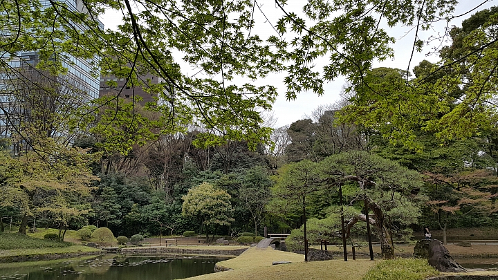 NOTE 4 旅遊東京 賞櫻 照片分享 (圖多)