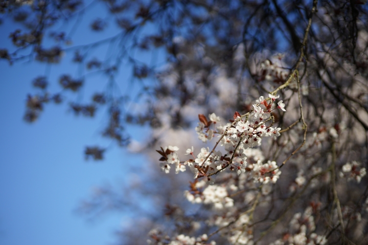 Sony A系 + Voigtlander 也來蓋大樓
