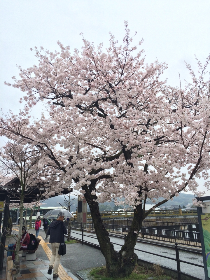 2015 櫻花大作戰, 很好用的櫻桃網路-Crerry On-line
