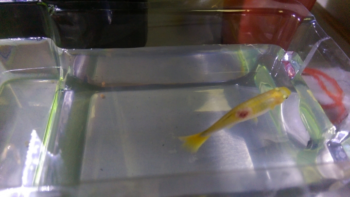 水族新手請益~~孔雀與紅球