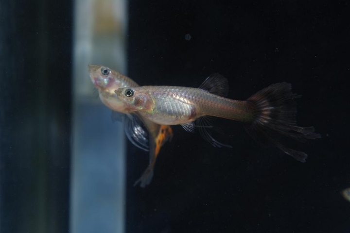 K20D 20150425 只有孔雀魚