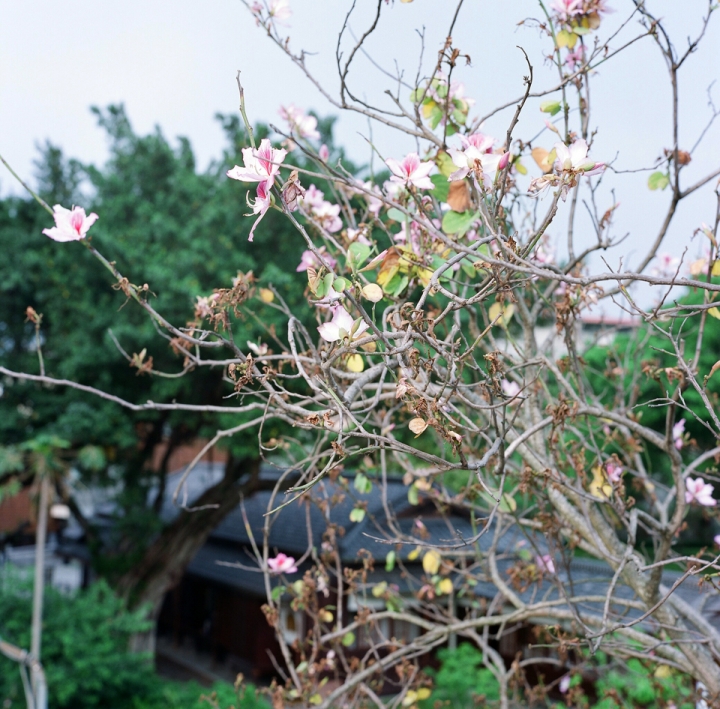 <分享＋開箱> Rolleiflex 2.8GX EDITION 60 JAHRE 1929-1989 60週年 紀念機