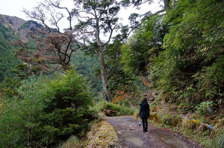 ▌南投仁愛‧旅遊景點 ▌台灣最美麗的林道【合歡溪步道】