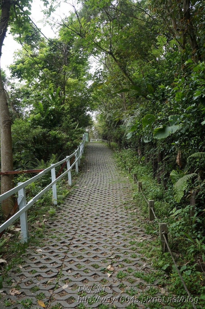 [桃園] 綠光森林
