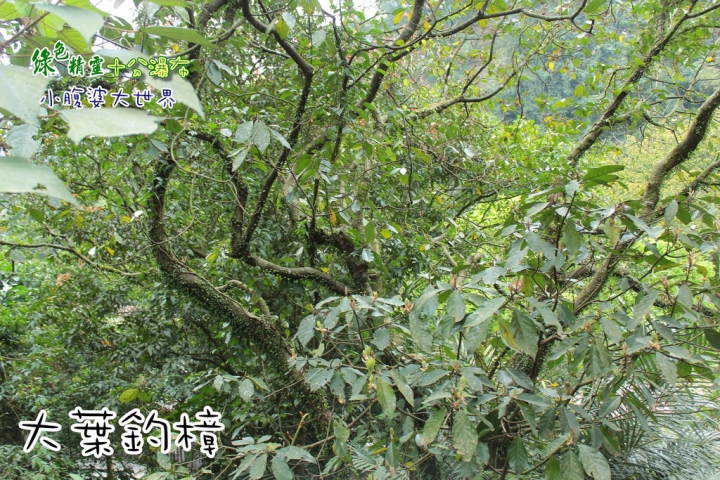 【台北景點】綠色精靈〃十分瀑布（不用門票）小健行的愜意生活。