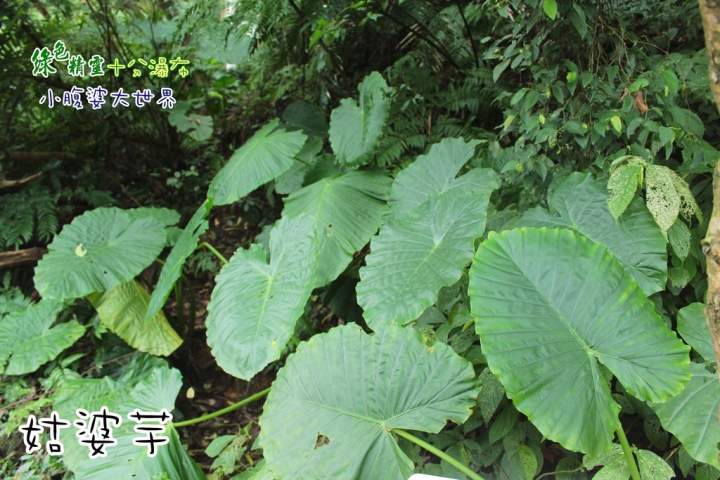 【台北景點】綠色精靈〃十分瀑布（不用門票）小健行的愜意生活。