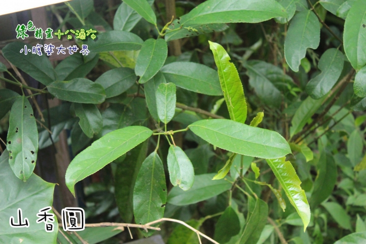 【台北景點】綠色精靈〃十分瀑布（不用門票）小健行的愜意生活。
